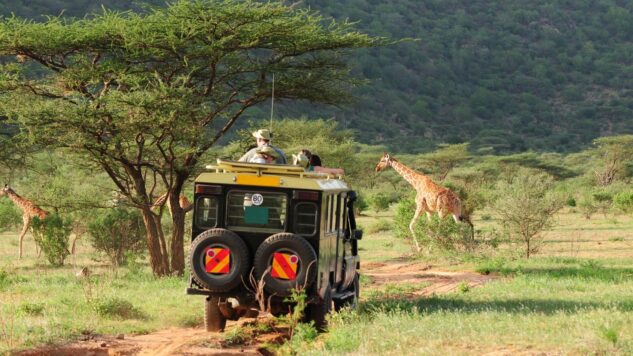 Safari grasslands with giraffe in background