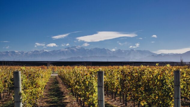 Mendoza Vineyard