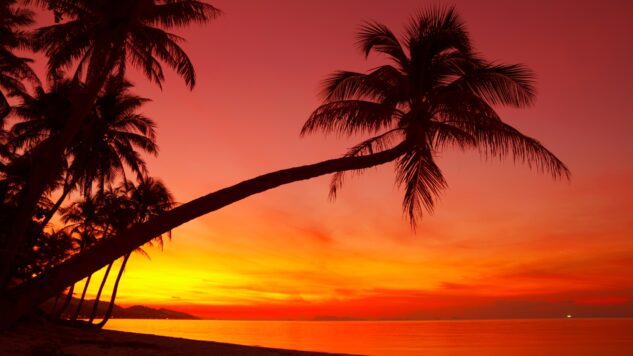 tropical sunset beach with palm tree