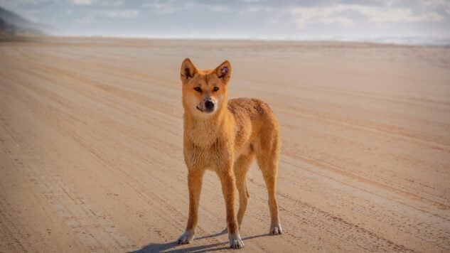 dingo dog on Fraser Island