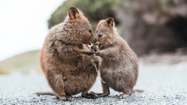 Quokka