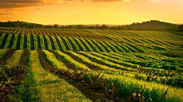 Barossa Valley, Australia at sunset