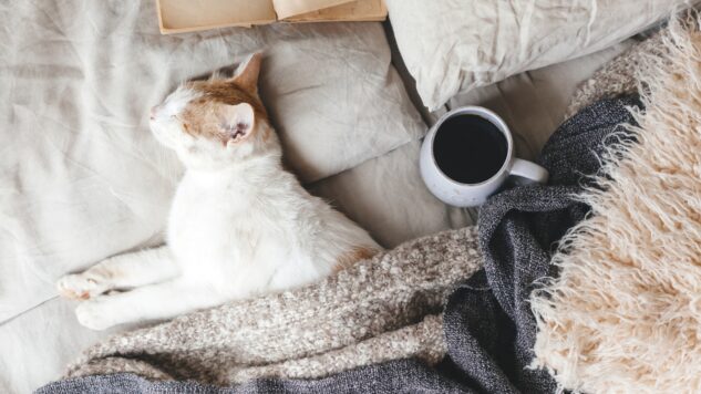 cat sleeping in bed