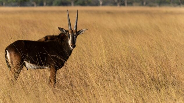 Antelope on the savannah