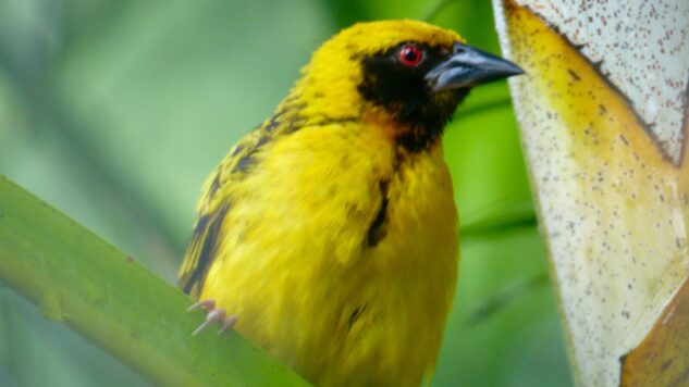 Mauritius bird